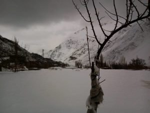 Winter Season, Tree covered in snow